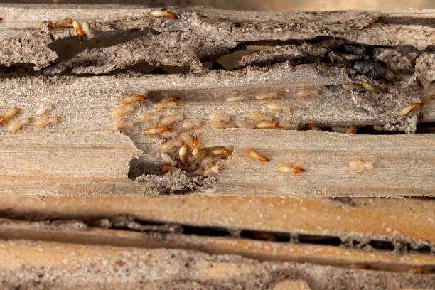 Flea Control Services in Pelham, AL